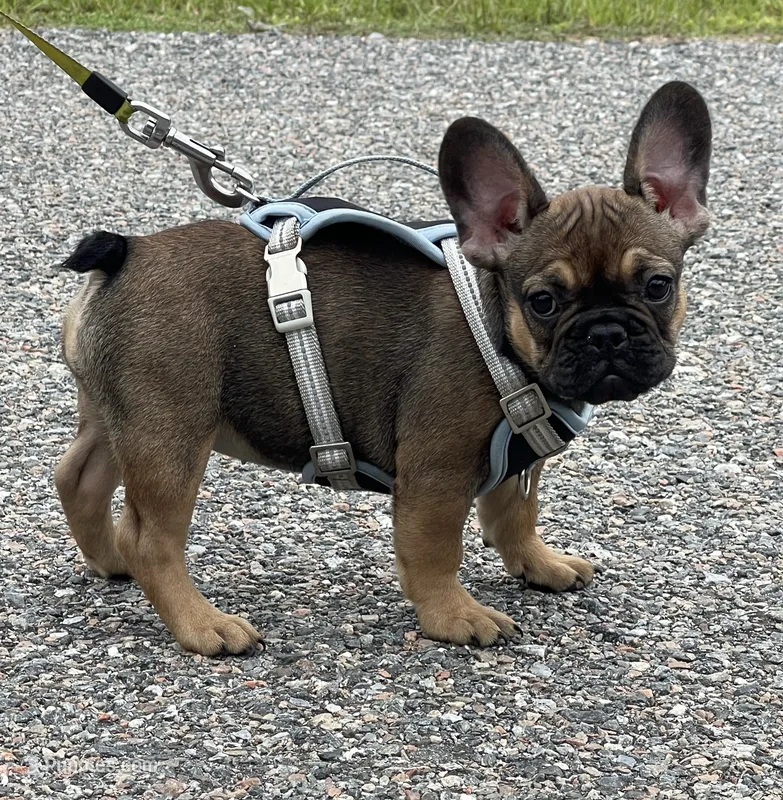 TRINITY  – French Bulldog puppy for sale in Orlando, FL