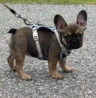 TRINITY , a female French Bulldog for sale in Orlando, FL – 1 of 4