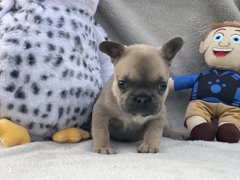 Tiny – French Bulldog puppy for sale in Hawthorne, NY