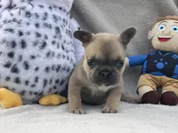 Tiny, a female French Bulldog for sale in Hawthorne, NY – 1 of 5