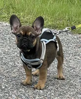 TRINITY , a female French Bulldog for sale in Orlando, FL – 4 of 4