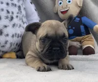 WOLFIE , a female French Bulldog for sale in Hawthorne, NY – 3 of 3