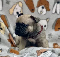 JAX, a male French Bulldog for sale in Orlando, FL – 6 of 6