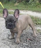 CHANCE, a male French Bulldog for sale in Orlando, FL – 2 of 10
