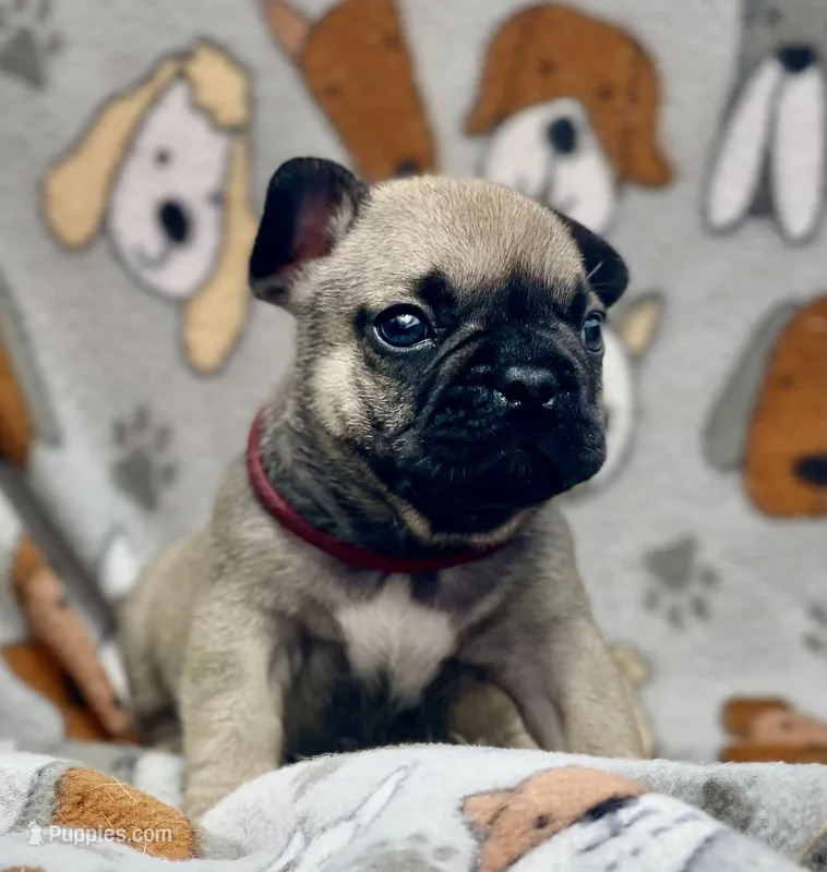 JAX – French Bulldog puppy for sale in Orlando, FL