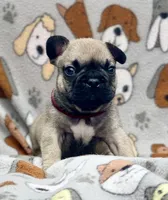 JAX, a male French Bulldog for sale in Orlando, FL – 3 of 6