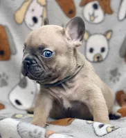 BEAU, a male French Bulldog for sale in Orlando, FL – 6 of 10