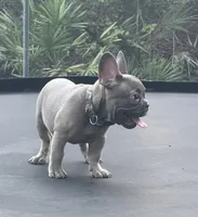 LOKI, a male French Bulldog for sale in Orlando, FL – 2 of 10