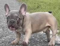 ANTMAN, a male French Bulldog for sale in Orlando, FL – Photo 9 of 10