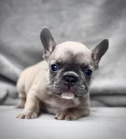 ANTMAN, a male French Bulldog for sale in Orlando, FL – Photo 7 of 10