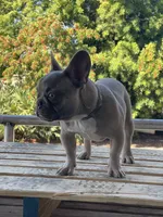 ANTMAN, a male French Bulldog for sale in Orlando, FL – Photo 2 of 10
