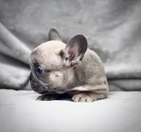 ANTMAN, a male French Bulldog for sale in Orlando, FL – Photo 8 of 10