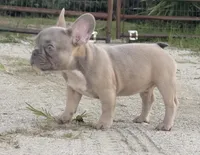 ANTMAN, a male French Bulldog for sale in Orlando, FL – Photo 10 of 10