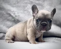 ANTMAN, a male French Bulldog for sale in Orlando, FL – Photo 4 of 10