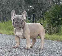 ANTMAN, a male French Bulldog for sale in Orlando, FL – Photo 3 of 10