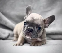 ANTMAN, a male French Bulldog for sale in Orlando, FL – Photo 6 of 10