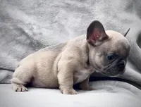 ANTMAN, a male French Bulldog for sale in Orlando, FL – Photo 5 of 10