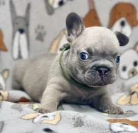 LOKI, a male French Bulldog for sale in Orlando, FL – 5 of 10
