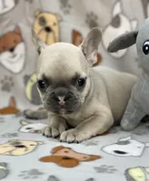 EVEREST, a male French Bulldog for sale in Orlando, FL – Photo 1 of 8