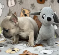 EVEREST, a male French Bulldog for sale in Orlando, FL – Photo 2 of 8