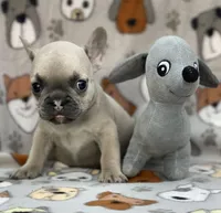 EVEREST, a male French Bulldog for sale in Orlando, FL – Photo 3 of 8