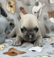 EVEREST, a male French Bulldog for sale in Orlando, FL – Photo 4 of 8