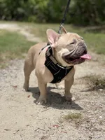 Tiny, a female French Bulldog for sale in Hawthorne, NY – 5 of 5
