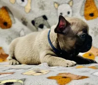 CHANCE, a male French Bulldog for sale in Orlando, FL – 6 of 9