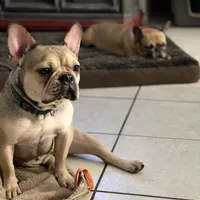 CASSIE, a female French Bulldog for sale in Orlando, FL – Photo 1 of 3