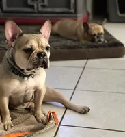 CASSIE, a female French Bulldog for sale in Orlando, FL – Photo 1 of 3