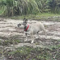 CASSIE, a female French Bulldog for sale in Orlando, FL – Photo 3 of 3