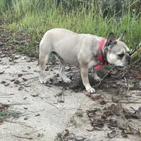 CASSIE, a female French Bulldog for sale in Orlando, FL – Photo 2 of 3