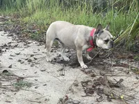 CASSIE, a female French Bulldog for sale in Orlando, FL – Photo 2 of 3
