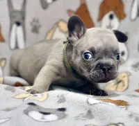 LOKI, a male French Bulldog for sale in Orlando, FL – 2 of 10
