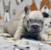 LOKI, a male French Bulldog for sale in Orlando, FL – 6 of 10
