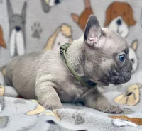 LOKI, a male French Bulldog for sale in Orlando, FL – 3 of 10