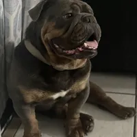 ROLO, a male English Bulldog for sale in Orlando, FL – Photo 1 of 5