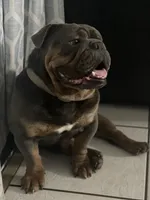 ROLO, a male English Bulldog for sale in Orlando, FL – Photo 1 of 5