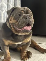 ROLO, a male English Bulldog for sale in Orlando, FL – Photo 5 of 5