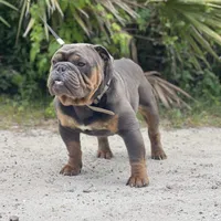 ROLO, a male English Bulldog for sale in Orlando, FL – Photo 4 of 5