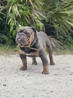 ROLO, a male English Bulldog for sale in Orlando, FL – Photo 4 of 5