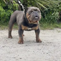 ROLO, a male English Bulldog for sale in Orlando, FL – Photo 2 of 5