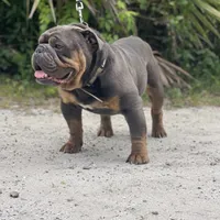 ROLO, a male English Bulldog for sale in Orlando, FL – Photo 3 of 5