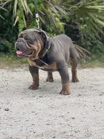 ROLO, a male English Bulldog for sale in Orlando, FL – Photo 3 of 5
