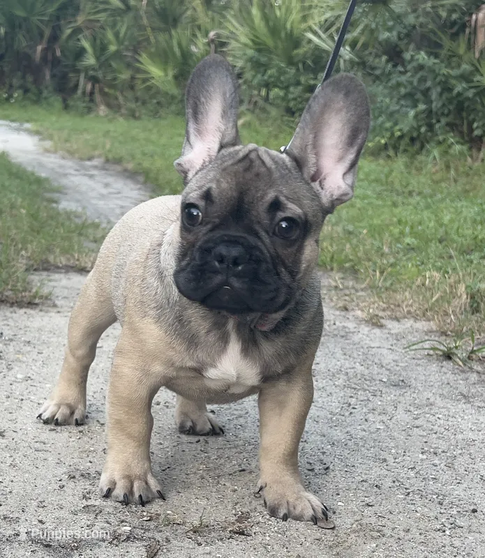 JAX – French Bulldog puppy for sale in Orlando, FL
