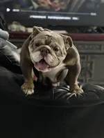 LITTLE RO, a male English Bulldog for sale in Orlando, FL – Photo 6 of 10