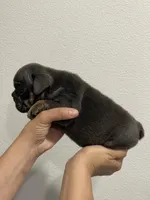 LITTLE RO, a male English Bulldog for sale in Orlando, FL – Photo 4 of 10