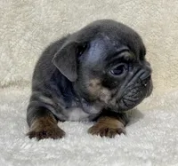 LITTLE RO, a male English Bulldog for sale in Orlando, FL – Photo 7 of 10