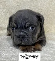 LITTLE RO, a male English Bulldog for sale in Orlando, FL – Photo 2 of 10