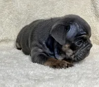 LITTLE RO, a male English Bulldog for sale in Orlando, FL – Photo 3 of 10